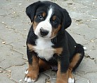 Appenzellský salašnický pes štěňátka - kluci