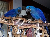 Roztomilé a hravé  hyacint papoušek papoušci na pr