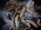 Krmný hmyz - Zavíječ voskový (Galleria mellonella)