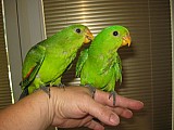 prodám ochočené papoušky červenokřídlé