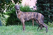 Anglický chrt-greyhound-štěňata s PP