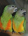 Papoušek senegalský a Žako
