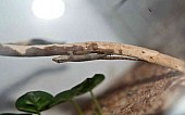 gekon panenský (Lepidodactylus lugubris)