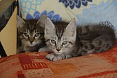 Krásná koťata - Mainská mývalí kočka - kocourci