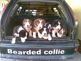 Bearded collie - štěnata s PP