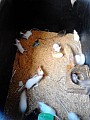 Živé myši na zkrm