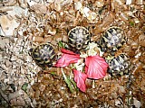 Suchozemské želvičky