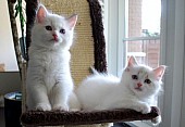 samci a samice roztomilý a vyškolení koťata pro př