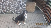 Prodám Štěně Velkého Švýcarského Salašnického psa