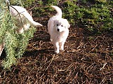 Maremmansko-abruzzský pastevecký pes