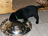 Labrador retriever štěňata ze zahraničního krytí