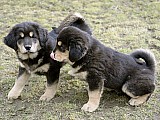 Tibetská doga - nabízíme krásná štěňátka