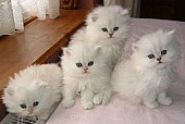 Čistokrevná perská koťátka