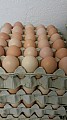 NOVÁ CENA - Násadová vejce do líhně - AKCE -50%