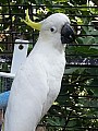 Kakadu papoušci