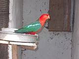 Papoušek královský ,Alexandr čínský