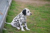 Dalmatin štěně