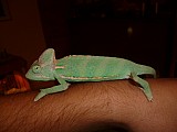 Chameleon jemenský (Chameleo calyptratus)