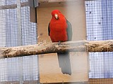 Papoušek červenokřídlý + královský