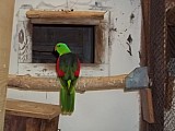 Papoušek červenokřídlý