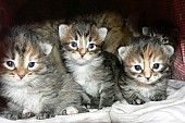 Sibiřská koťata