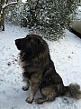 Štěňata - kavkazský pastevecký pes