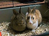 Prodám dva zakrslé králíčky
