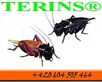 Kvalitní krmný hmyz - TERINS®