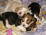 Krásná štěňátka beagle bígla s PP