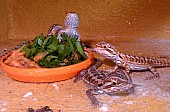 Agama vousatá - rezervace mláďat
