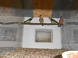 Papagáj červenobruchý - Poicephalus rufiventris