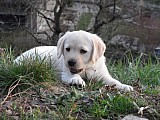 Labrador - žlutá štěňátka s PP