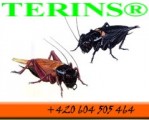 Kvalitní krmný hmyz TERINS