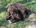 Labradorský retriever čokoládová štěňátka s PP