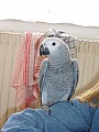 Prodám poslední letošní mládě papouška žako