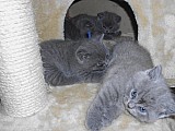 Britská modrá koťátka s PP k prodeji