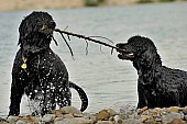 Portugalský vodní pes - rezervácia