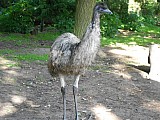Pštros EMU
