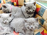 britská modrá koťata - britský kocourek