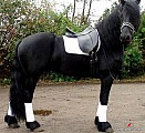 Fríský kůň Valach