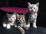 Koťata Britská Whiskas