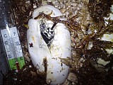 Korálovky Lampropeltis getulus californidae NZ 2015