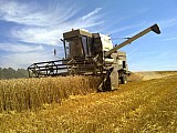 Letošní pšenice