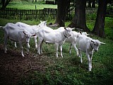Plemenní kozlíci bílé krátkosrsté kozy