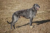 Deerhound - Skotský jelení pes
