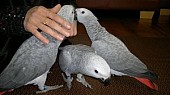 Papoušek žako šedý-kongo.