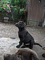 Labradorský retrívr - štěně