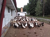 Novohradské kachny a husy