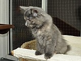 Sibiřské kotě (kočička)
