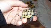 Suchozemská želva